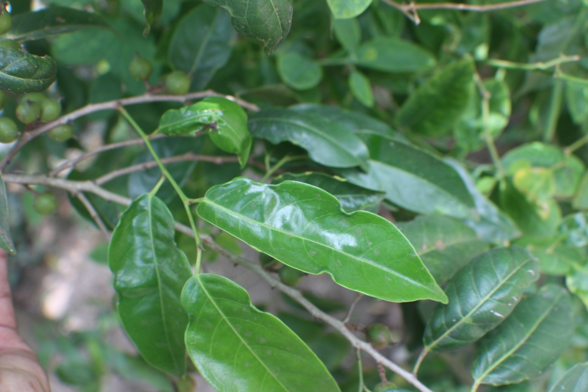 Aporosa cardiosperma (Gaertn.) Merr.